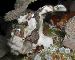 Frogfish during a night dive off Leyte in the Philippines... by Andrew Macleod 